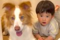 ２歳の男の子と犬が…の画像