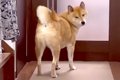 犬が『大好きなおば…の画像