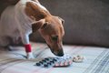 犬が生活する部屋に…の画像