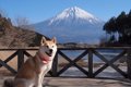 柴犬や秋田犬にはこ…の画像