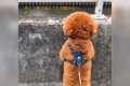 犬と川を散歩中『向…の画像