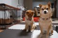 『これでも柴犬を飼…の画像