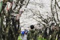 盲目の愛犬が見せる…の画像