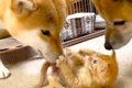 柴犬コンビが保護猫…の画像