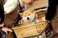ホームセンターに『…の画像
