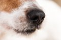 愛犬が『股間を嗅い…の画像