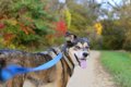 犬は散歩で通った道…の画像