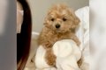 犬の目の前で『パッ…の画像