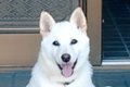 玄関先で『番犬』を…の画像