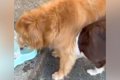 大型犬が水を飲んで…の画像