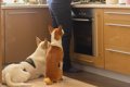 犬が『ご飯ちょうだ…の画像