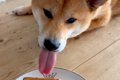 食パンを食べていた…の画像