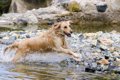 犬と川遊びが楽しめ…の画像