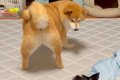 ケンカしている2匹の…の画像