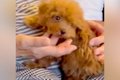 『犬が苦手なおばあ…の画像