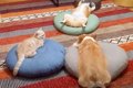 犬と猫がなにかして…の画像