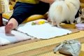 旦那の実家に犬を預…の画像