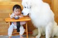 超大型犬が赤ちゃん…の画像