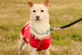 友人から『子犬にす…の画像