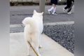 登校中の小学生に出…の画像
