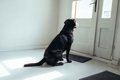 犬が飼い主のことを…の画像