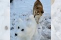 お庭に犬の雪像を作…の画像