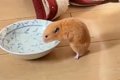 脱走したハムスター…の画像