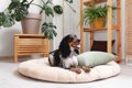 犬の『ベッド』絶対N…の画像