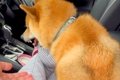 パパの抱っこが大嫌…の画像