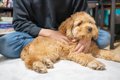 犬が『背中を向けて…の画像