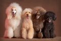 ミディアム・プード…の画像