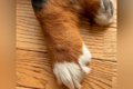 超大型犬のおててを…の画像