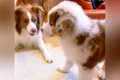 『先住犬と比べてこ…の画像