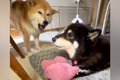 母犬にタオルを取ら…の画像