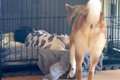 赤ちゃんに自分の寝…の画像