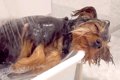 犬が『お風呂大好き…の画像