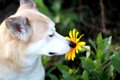 犬が『においかぎ』…の画像