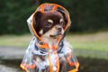犬に『レインコート…の画像
