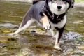 水が苦手な犬が『川…の画像