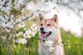 犬を『飼わないと気…の画像