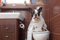 犬にトイレを覚えさ…の画像