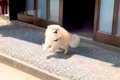 『4時間ぶりに犬と再…の画像