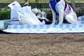 ドッグランに来た大…の画像