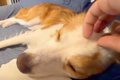 犬を撫でている手を…の画像