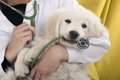 【超危険】犬が飲み…の画像