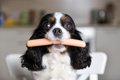 犬に魚肉ソーセージ…の画像