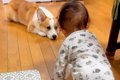 『ハイハイできるよ…の画像