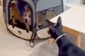 友人に犬を預けたら…の画像