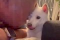 犬を愛しすぎている…の画像