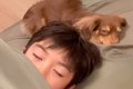 男の子と犬が遊び疲…の画像